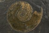 Plate of Jurassic Ammonite Fossils - Posidonia Shale, Germany #301487-1